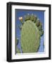 Close-Up of a Prickly Pear (Opuntia) Cactus in Flower, Sardinia, Italy-Tony Waltham-Framed Photographic Print