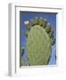 Close-Up of a Prickly Pear (Opuntia) Cactus in Flower, Sardinia, Italy-Tony Waltham-Framed Photographic Print