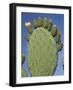 Close-Up of a Prickly Pear (Opuntia) Cactus in Flower, Sardinia, Italy-Tony Waltham-Framed Photographic Print