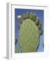Close-Up of a Prickly Pear (Opuntia) Cactus in Flower, Sardinia, Italy-Tony Waltham-Framed Photographic Print