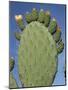 Close-Up of a Prickly Pear (Opuntia) Cactus in Flower, Sardinia, Italy-Tony Waltham-Mounted Photographic Print
