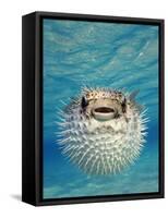 Close-up of a Puffer Fish, Bahamas-null-Framed Stretched Canvas