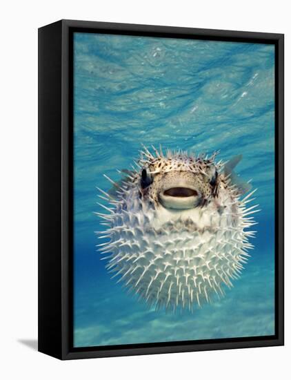 Close-up of a Puffer Fish, Bahamas-null-Framed Stretched Canvas