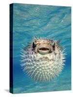 Close-up of a Puffer Fish, Bahamas-null-Stretched Canvas