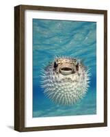 Close-up of a Puffer Fish, Bahamas-null-Framed Photographic Print