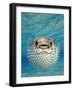 Close-up of a Puffer Fish, Bahamas-null-Framed Photographic Print