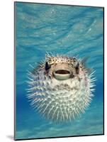 Close-up of a Puffer Fish, Bahamas-null-Mounted Photographic Print