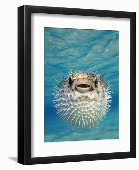 Close-up of a Puffer Fish, Bahamas-null-Framed Photographic Print