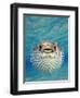 Close-up of a Puffer Fish, Bahamas-null-Framed Photographic Print