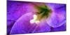 Close-up of a purple flower, Oregon, USA-null-Mounted Photographic Print