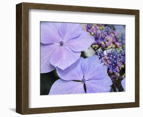 Close-up of a purple lacecap hydrangea.-Julie Eggers-Framed Photographic Print