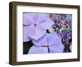 Close-up of a purple lacecap hydrangea.-Julie Eggers-Framed Photographic Print