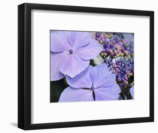 Close-up of a purple lacecap hydrangea.-Julie Eggers-Framed Photographic Print