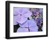 Close-up of a purple lacecap hydrangea.-Julie Eggers-Framed Photographic Print