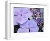 Close-up of a purple lacecap hydrangea.-Julie Eggers-Framed Photographic Print