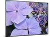 Close-up of a purple lacecap hydrangea.-Julie Eggers-Mounted Photographic Print