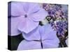 Close-up of a purple lacecap hydrangea.-Julie Eggers-Stretched Canvas