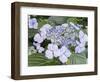 Close-up of a purple lacecap hydrangea.-Julie Eggers-Framed Photographic Print