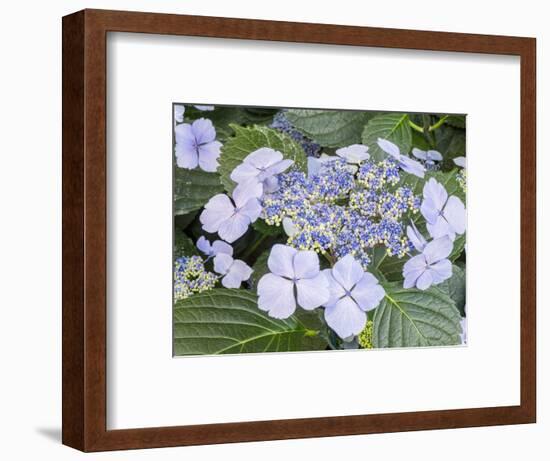 Close-up of a purple lacecap hydrangea.-Julie Eggers-Framed Photographic Print