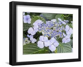 Close-up of a purple lacecap hydrangea.-Julie Eggers-Framed Photographic Print