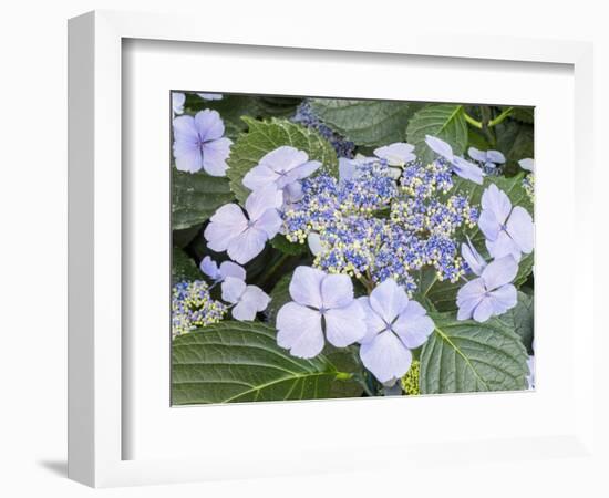 Close-up of a purple lacecap hydrangea.-Julie Eggers-Framed Photographic Print