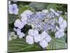 Close-up of a purple lacecap hydrangea.-Julie Eggers-Mounted Photographic Print