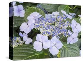 Close-up of a purple lacecap hydrangea.-Julie Eggers-Stretched Canvas