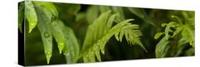 Close-Up of a Raindrops on Fern Leaves-null-Stretched Canvas