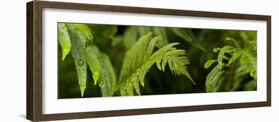 Close-Up of a Raindrops on Fern Leaves-null-Framed Photographic Print