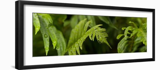 Close-Up of a Raindrops on Fern Leaves-null-Framed Photographic Print