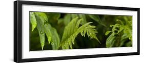 Close-Up of a Raindrops on Fern Leaves-null-Framed Photographic Print