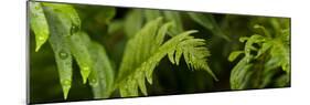 Close-Up of a Raindrops on Fern Leaves-null-Mounted Photographic Print