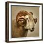 Close up of a Ram with large horns-Mark Gemmell-Framed Premium Photographic Print