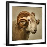 Close up of a Ram with large horns-Mark Gemmell-Framed Premium Photographic Print