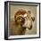 Close up of a Ram with large horns-Mark Gemmell-Framed Premium Photographic Print