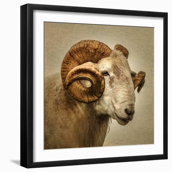 Close up of a Ram with large horns-Mark Gemmell-Framed Premium Photographic Print