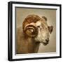 Close up of a Ram with large horns-Mark Gemmell-Framed Premium Photographic Print
