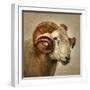 Close up of a Ram with large horns-Mark Gemmell-Framed Premium Photographic Print