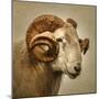 Close up of a Ram with large horns-Mark Gemmell-Mounted Premium Photographic Print