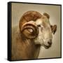 Close up of a Ram with large horns-Mark Gemmell-Framed Stretched Canvas