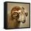 Close up of a Ram with large horns-Mark Gemmell-Framed Stretched Canvas