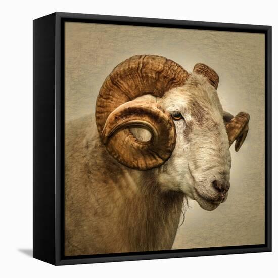 Close up of a Ram with large horns-Mark Gemmell-Framed Stretched Canvas