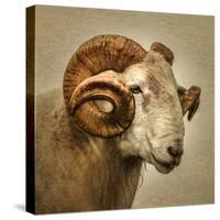 Close up of a Ram with large horns-Mark Gemmell-Stretched Canvas
