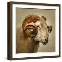 Close up of a Ram with large horns-Mark Gemmell-Framed Photographic Print