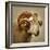 Close up of a Ram with large horns-Mark Gemmell-Framed Photographic Print