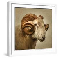 Close up of a Ram with large horns-Mark Gemmell-Framed Photographic Print