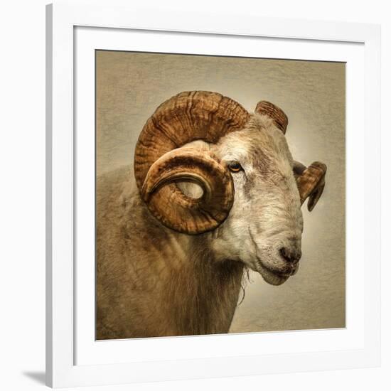 Close up of a Ram with large horns-Mark Gemmell-Framed Photographic Print