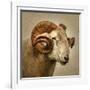 Close up of a Ram with large horns-Mark Gemmell-Framed Photographic Print