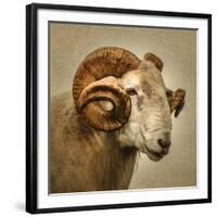 Close up of a Ram with large horns-Mark Gemmell-Framed Photographic Print