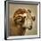 Close up of a Ram with large horns-Mark Gemmell-Framed Photographic Print